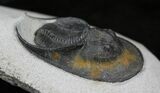 Mororccan Harpes (Scotoharpes) Trilobite - #26056-1